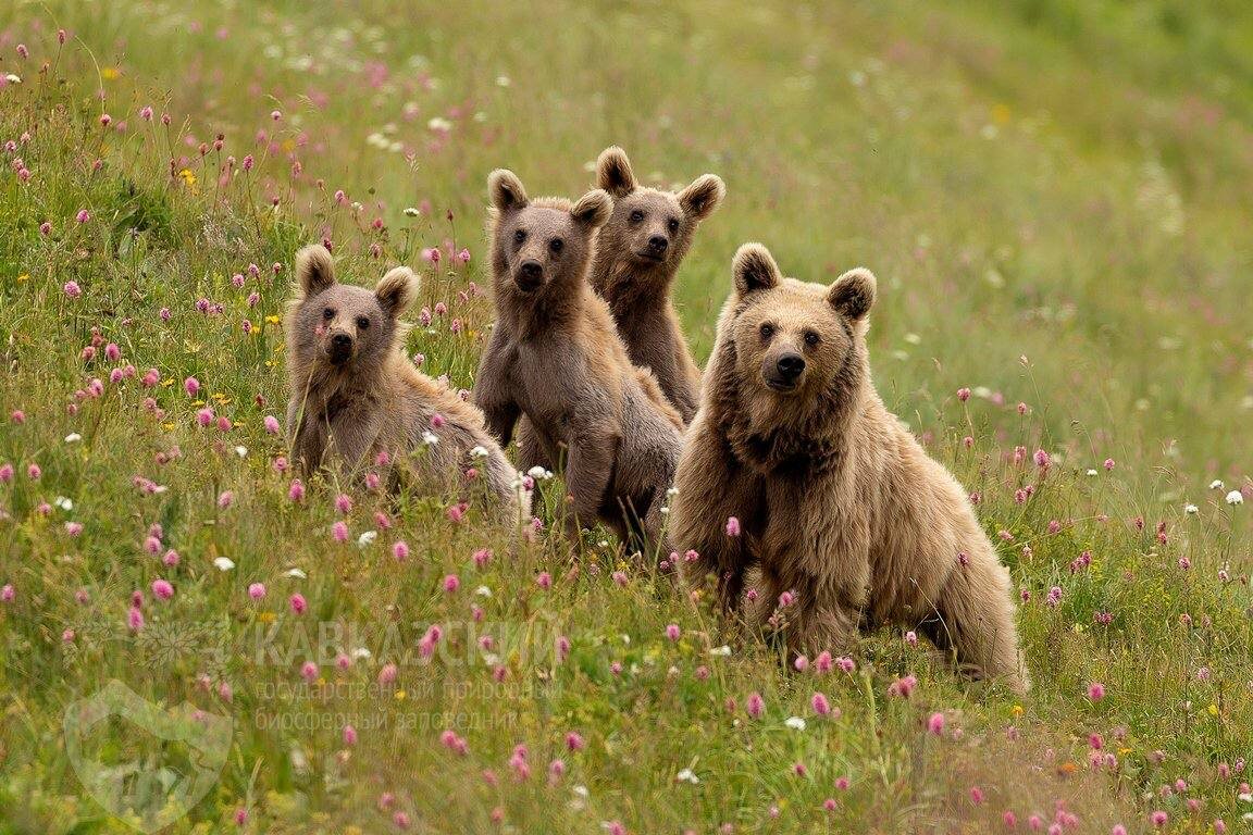 фото: Telegram/Кавказский заповедник  📷
