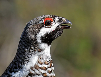 рябчик успешная охота