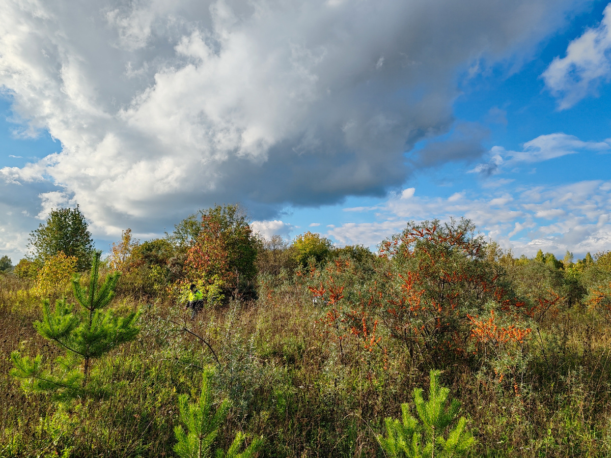 Облепиховый рай