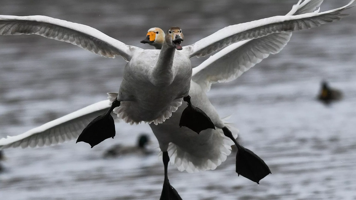 © photo: Sputnik / Vladimir Vyatkin
