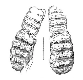 Прорисовка жевательных поверхностей М1-М2 S. emiratus с острова Шувейхат, ОАЭ