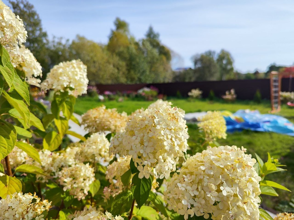    Обрезаю гортензию осенью правильно: на следующий сезон она радует пышными шапками цветов - рассказываю мой проверенный способ