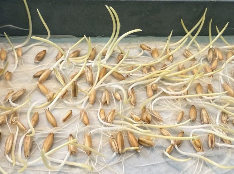    Фото: Филиал Россельхозцентра по Республике Хакасия