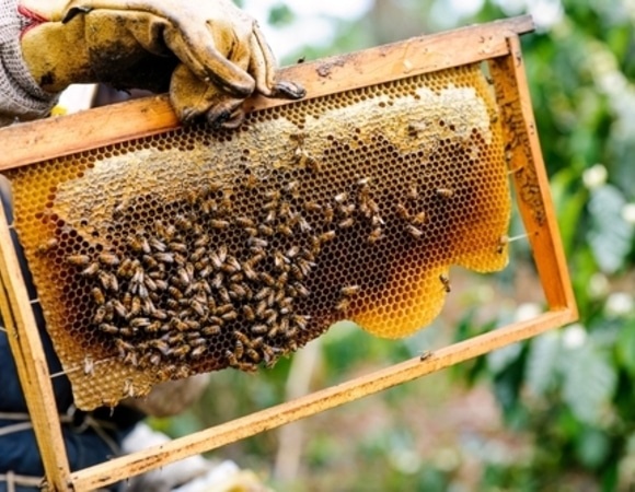 Мед в каждый дом: ученые придумали, как облегчить жизнь пчеловодам, создав "умные" улья