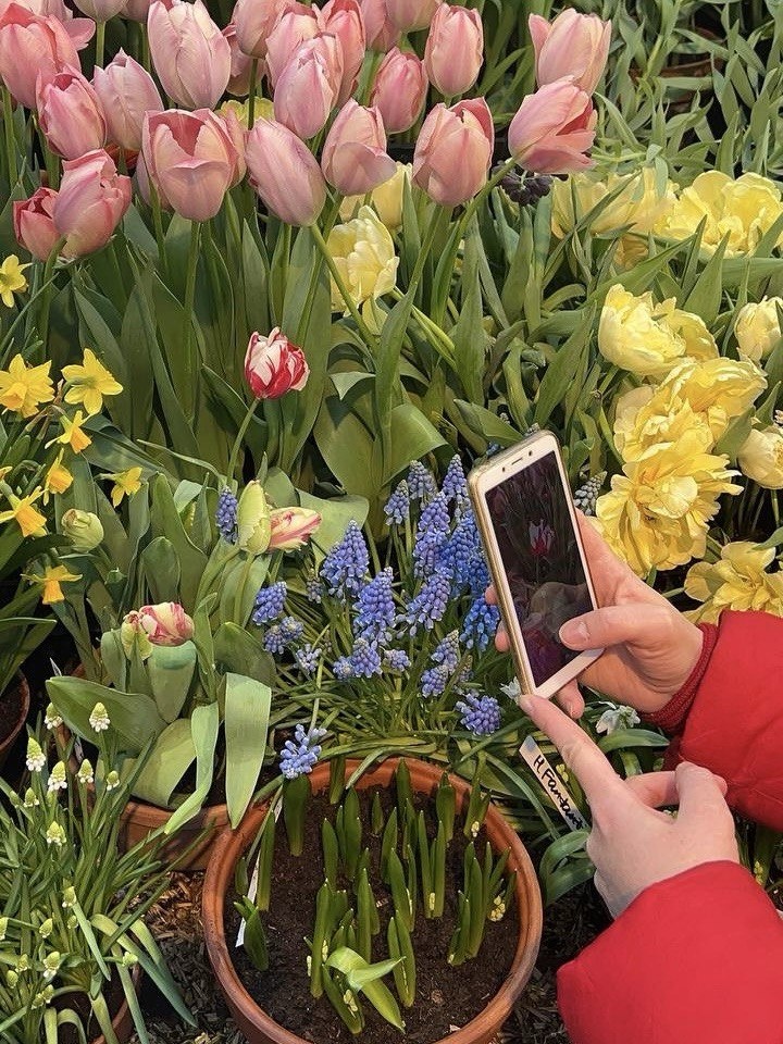 Осенняя посадка луковичных