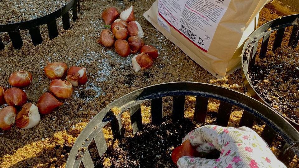 5 ошибок при посадке тюльпанов под зиму – и как их избежать.