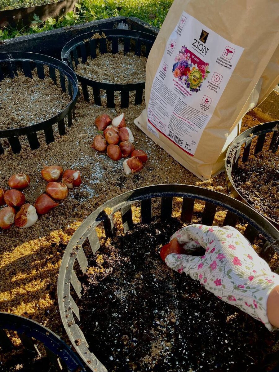 Посадка тюльпанов осенью