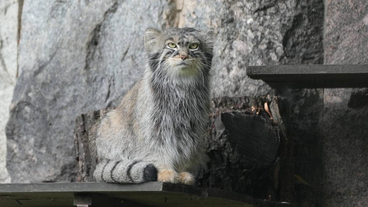    Фото: пресс-служба Московского зоопарка