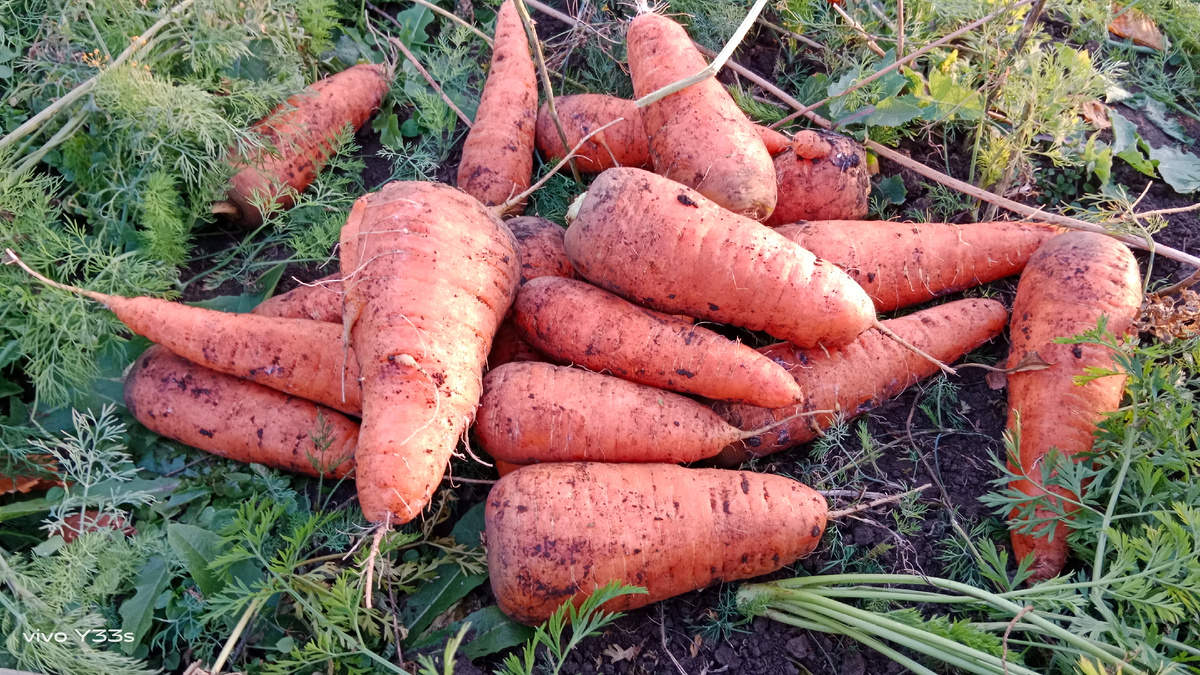 Вот такая морковь.