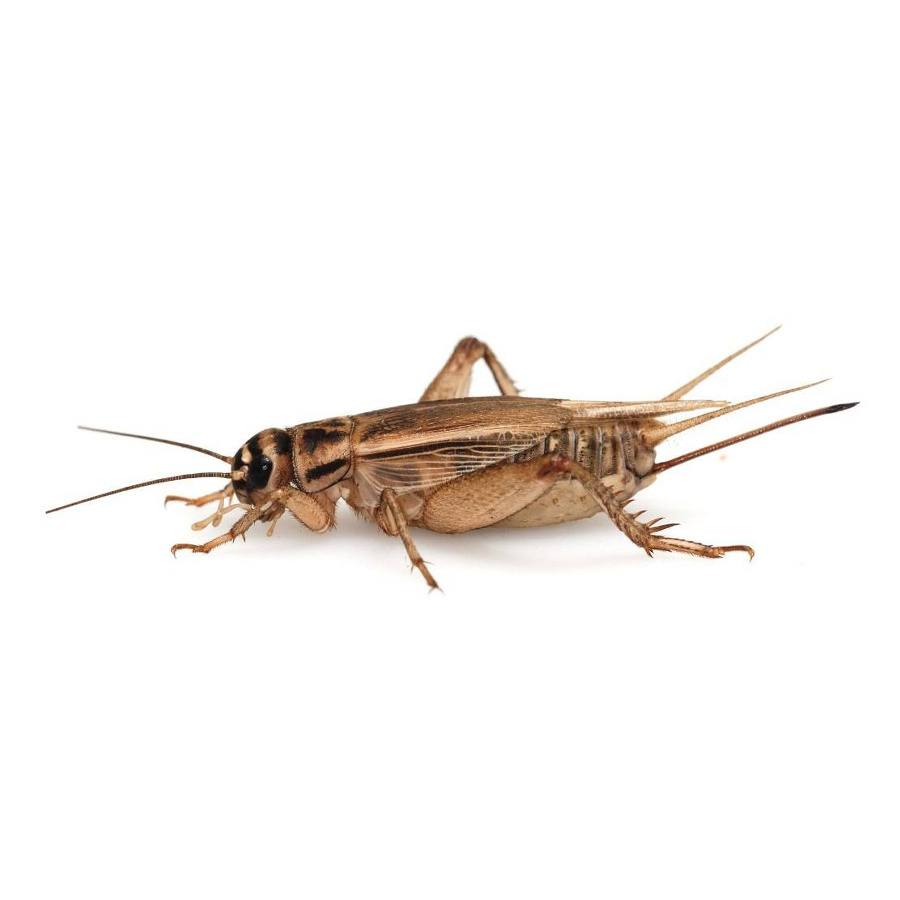 Домовый сверчок