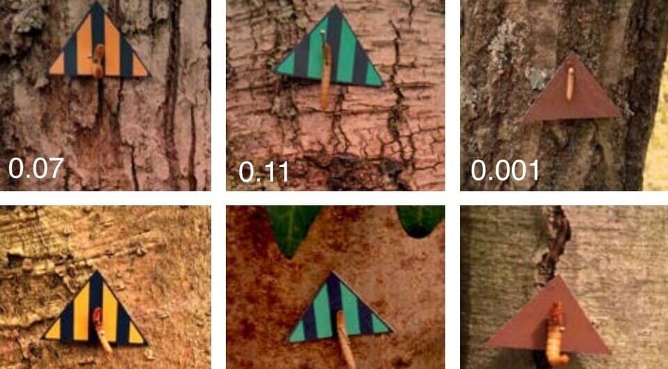   Iliana Medina et al. / Science, 2025