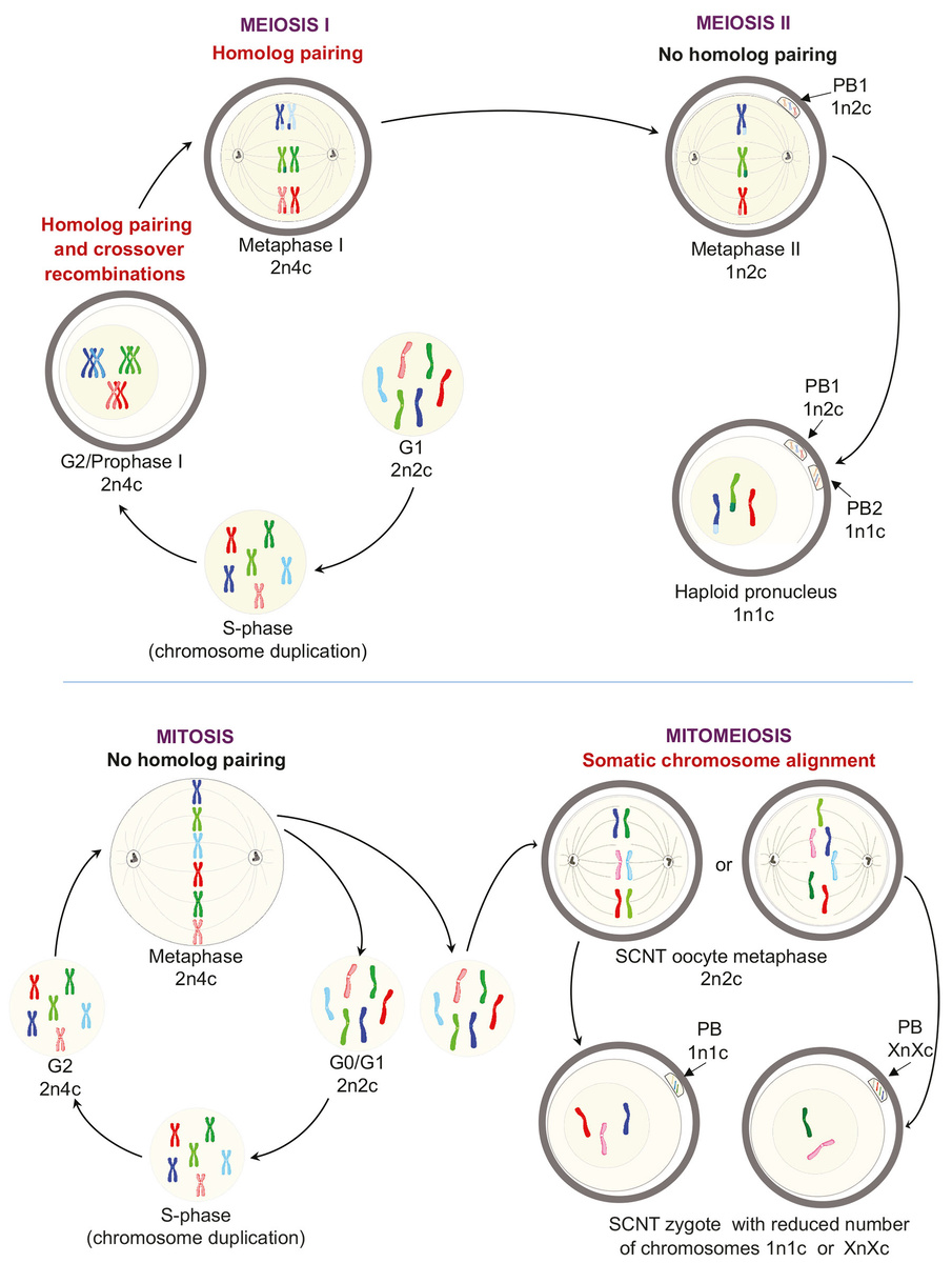   Nuria Marti Gutierrez et al. / Nature Communications, 2025