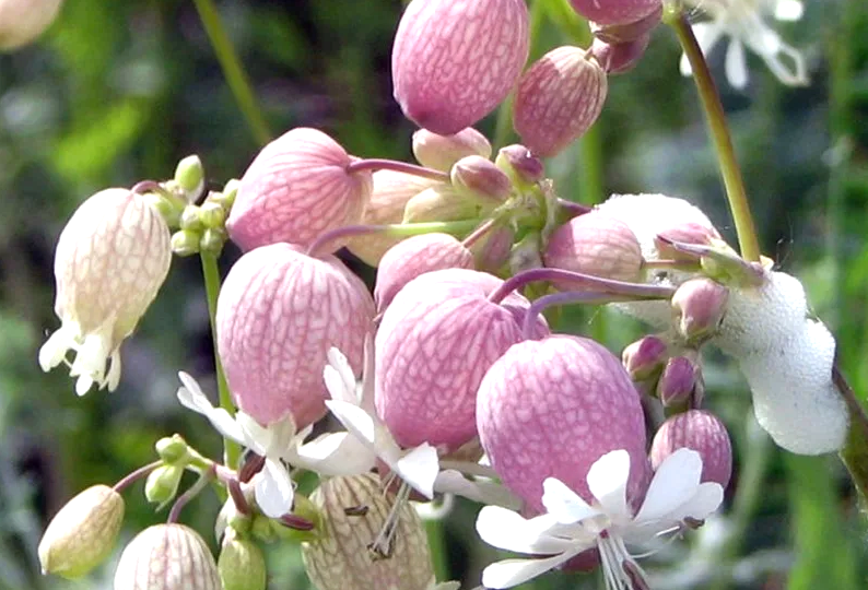 Смолёвка обыкновенная и её невероятные свойства