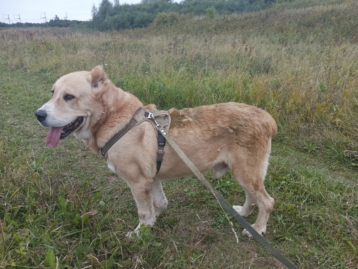 Увидел коровью лепешку и не поверил глазам,  пока не извалялся в ней