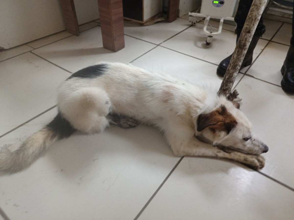 Пёсик ждет свою очередь