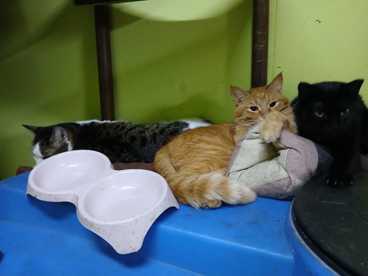 Котики приюта Ананда