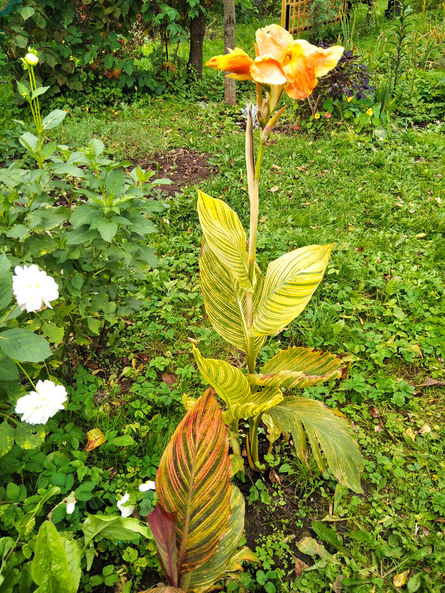 29 сентября, канна и гергины цветут