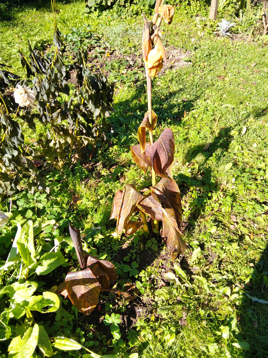 30 сентября, все померзло