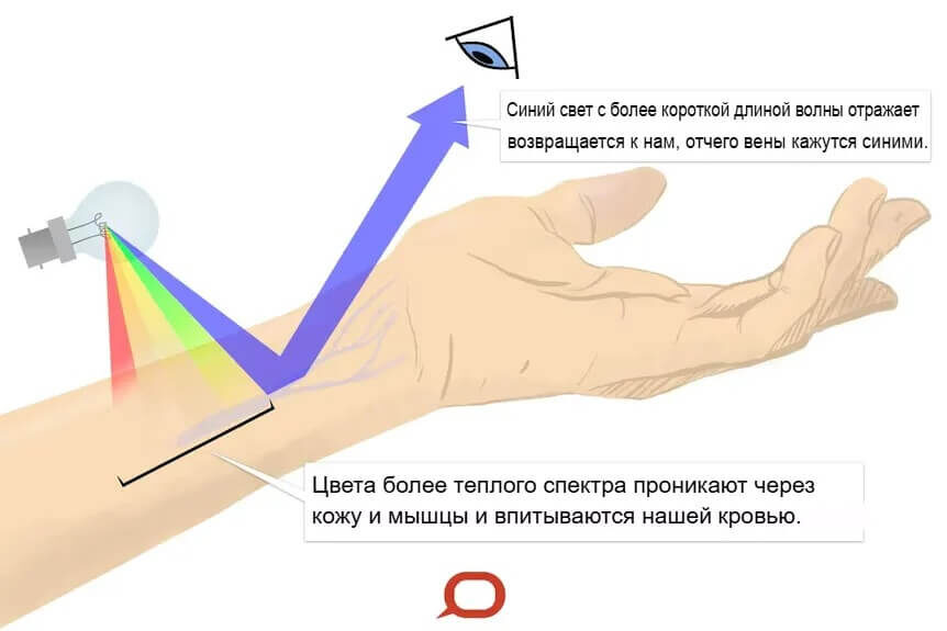    Интересно, что эффект зависит от того, насколько глубоко расположена вена, а также от толщины вены. Очень узкие вены, расположенные близко к поверхности, например капилляры, не будут синими. Источник изображения: abc.net.au