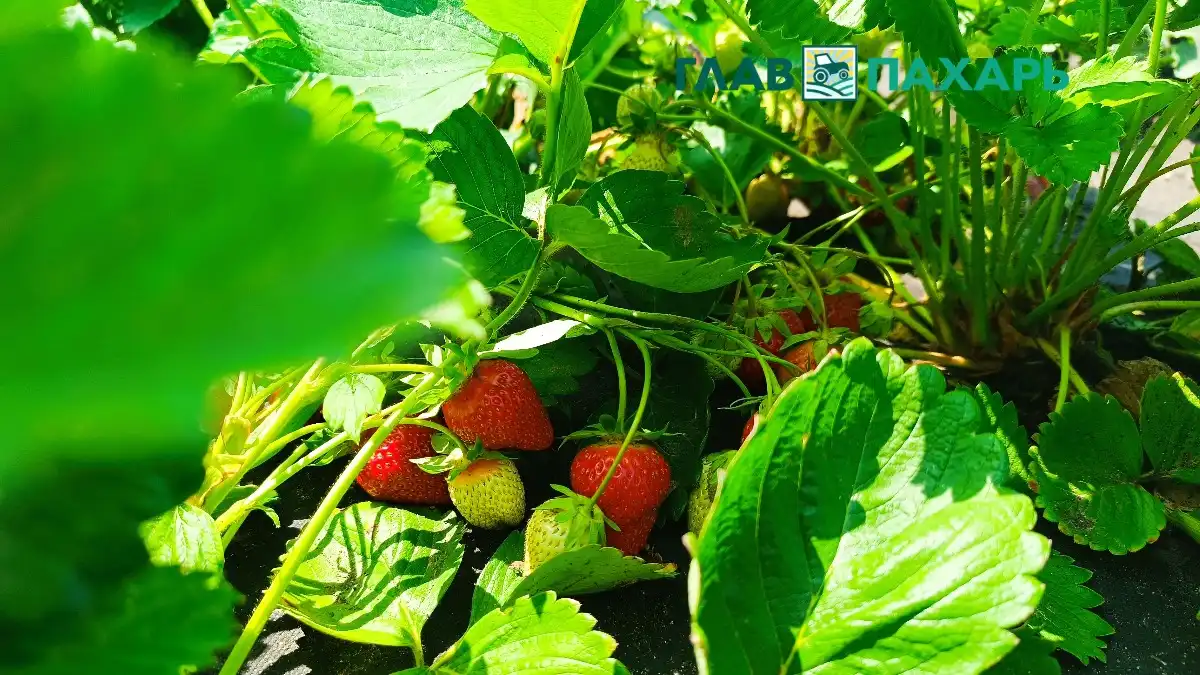 Фото: © Артем Борисов / Glavpahar.ruСадовая земляника (фото иллюстративное)