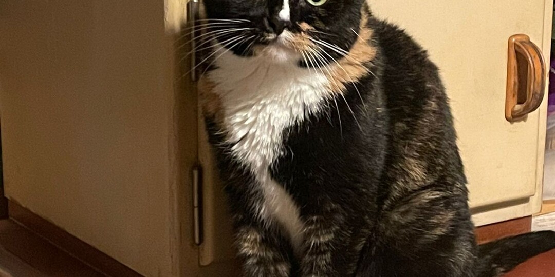 Кошек с таким выражением лица обычно брать не любят. Да и кличку свою эта кошка получила не просто так, а по поводу