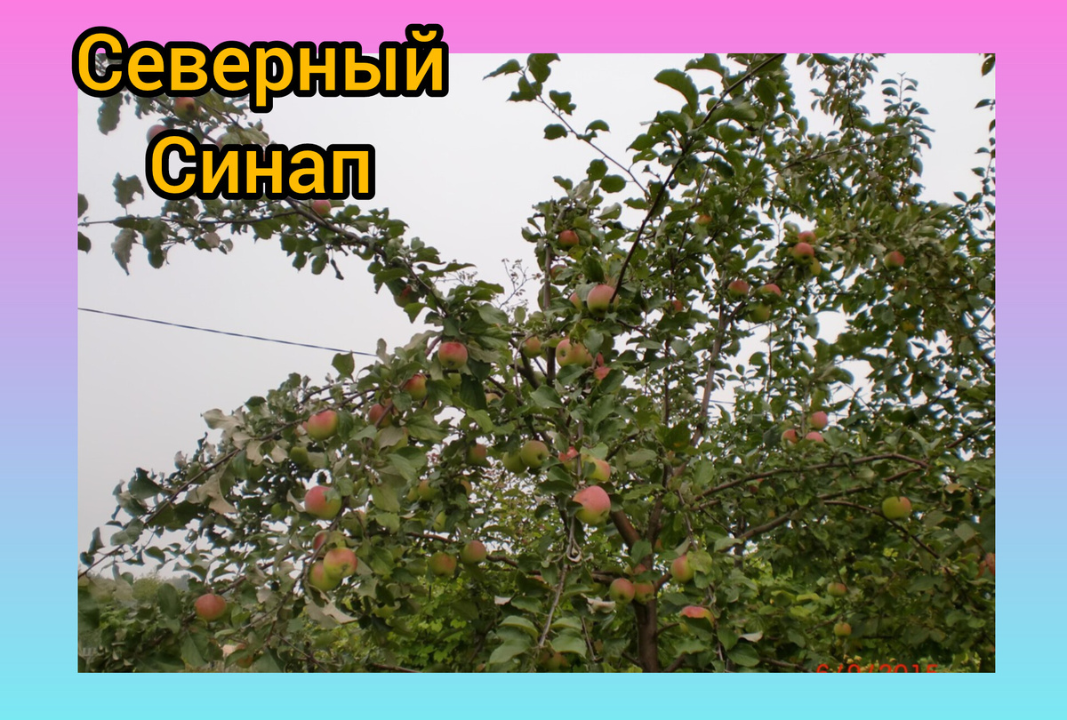 Фотоколлаж автора.