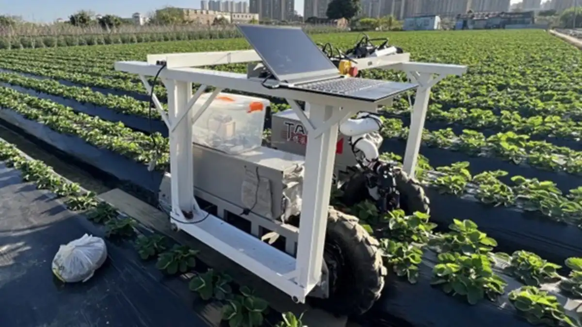 Американские исследователи из WSU тестируют новый роботизированный сборщик садовой земляникиФото: © Zixuan He / WSU / wsu.eduАмериканские исследователи из WSU тестируют новый роботизированный сборщик садовой земляники