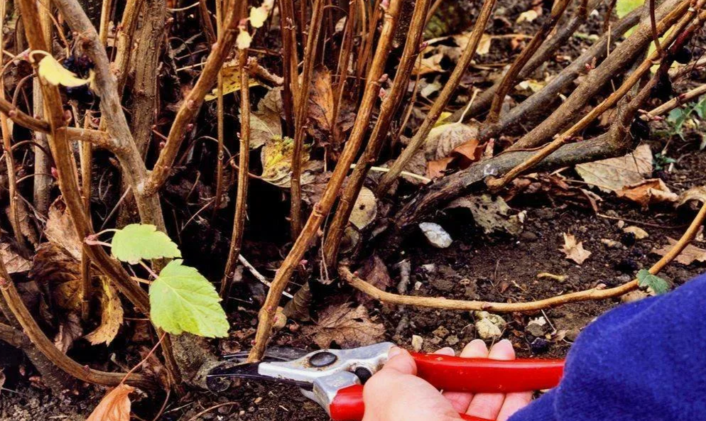 Осенний уход за смородиной