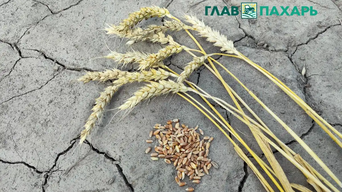 Мораторий на банкротство аграриев — жизненно необходимая мера для спасения отрасли АПК (фото иллюстративное)Фото: © Артем Борисов / Glavpahar.ruМораторий на банкротство аграриев — жизненно необходимая мера для спасения отрасли АПК (фото иллюстративное)