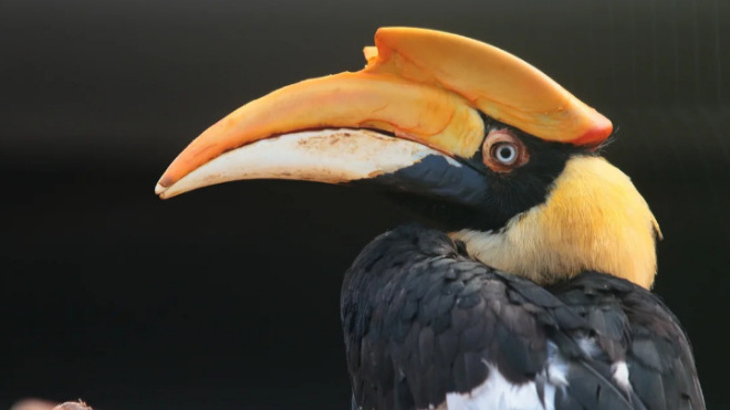 Фото: "Ленинградский зоопарк"