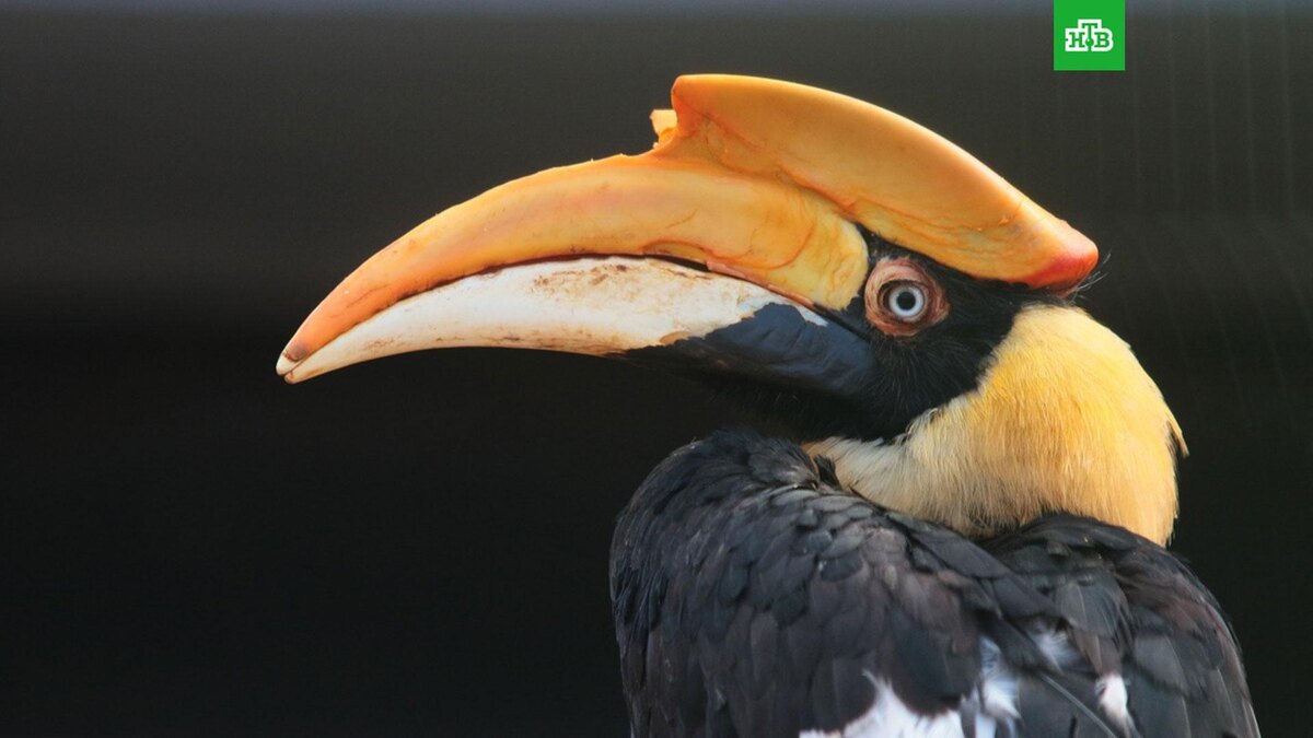    Фото: spbzoopark / vk.com