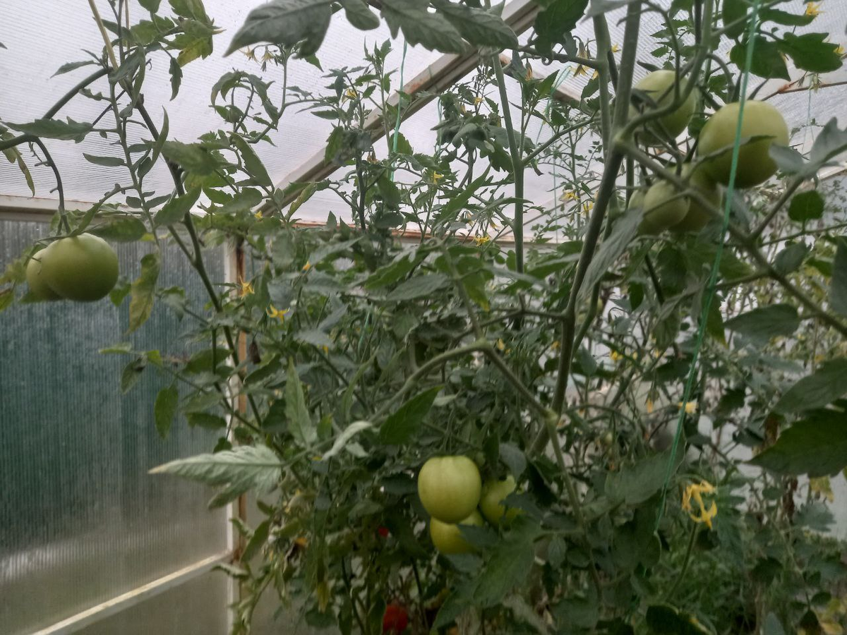 Остатки роскоши. Фото 30 сентября. Это "Интуиция"