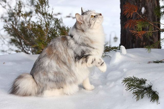 Курильский бобтейл – кошка среднего или крупного размера с крепким, мускулистым телосложением.