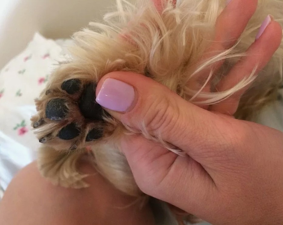 Фото с интернета, как пример собачьей лапки