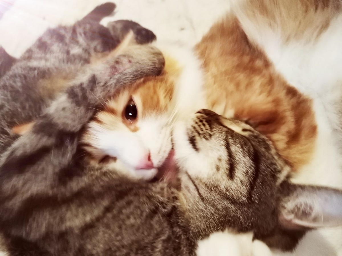 Мой подданный Платошка