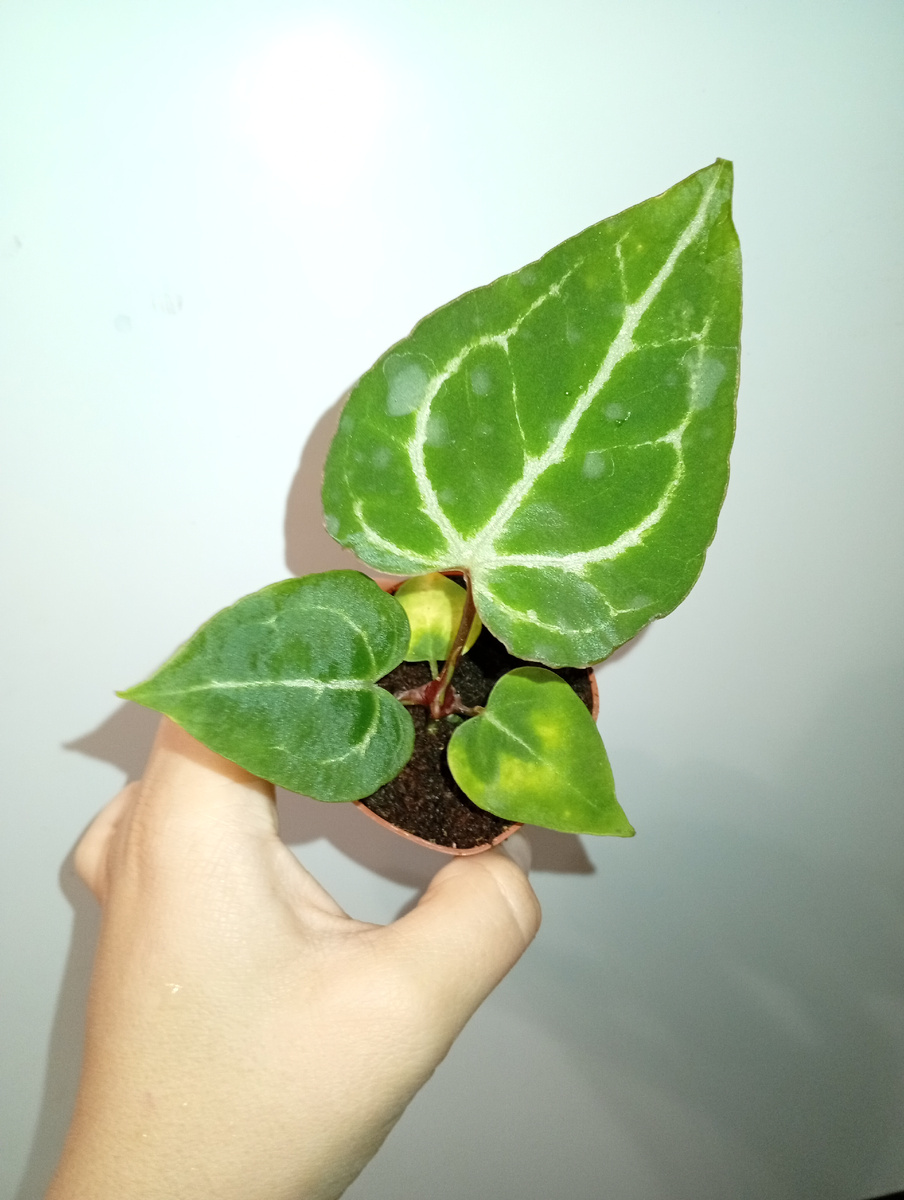 Фото в день покупки