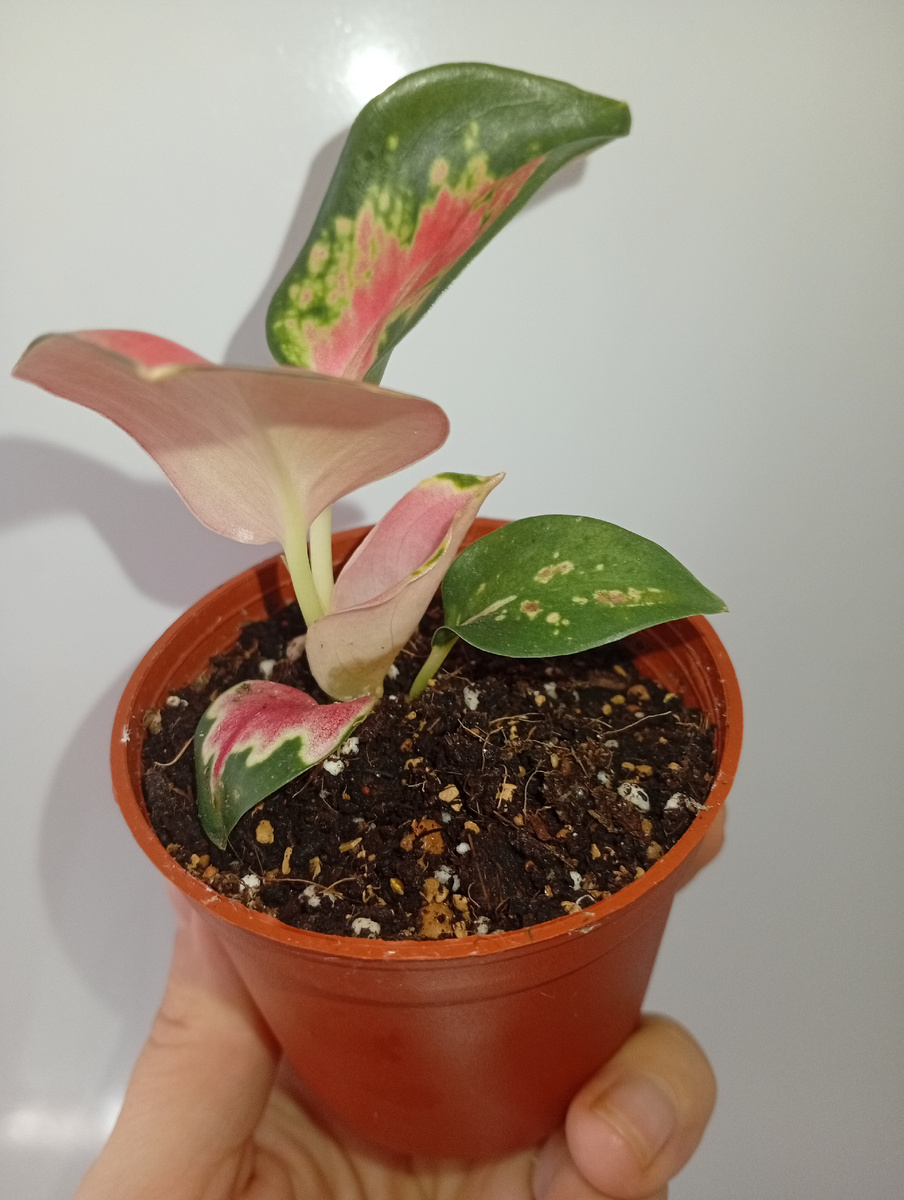 Фото в день покупки