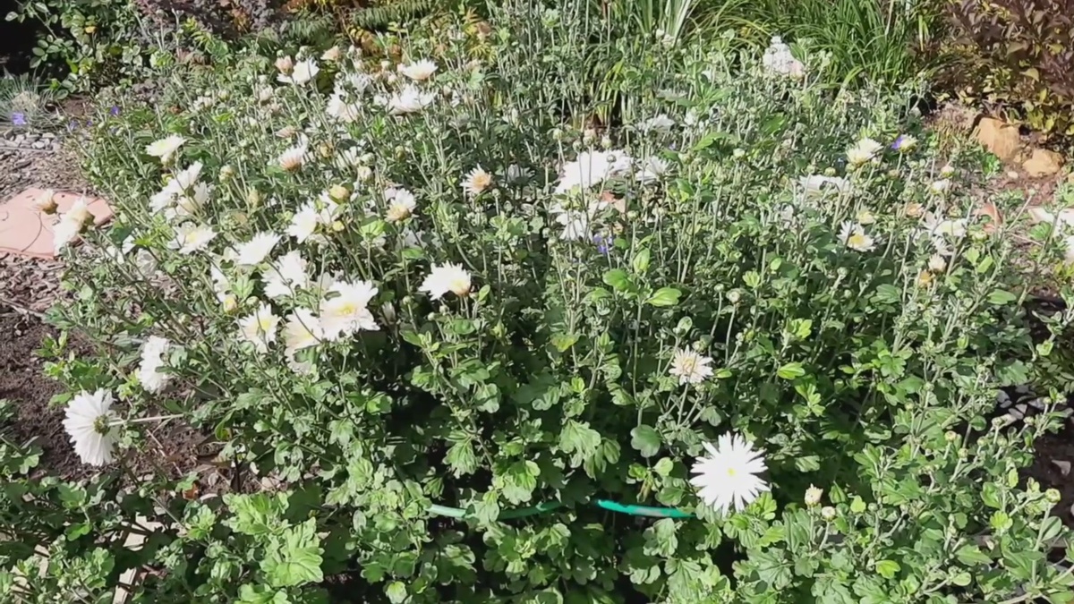 Цветение поздней хризантемы.