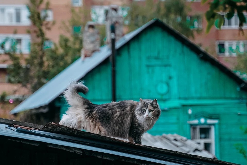    В Магаданской области кошка отправила на больничную койку более 10 человек Светлана МАКОВЕЕВА