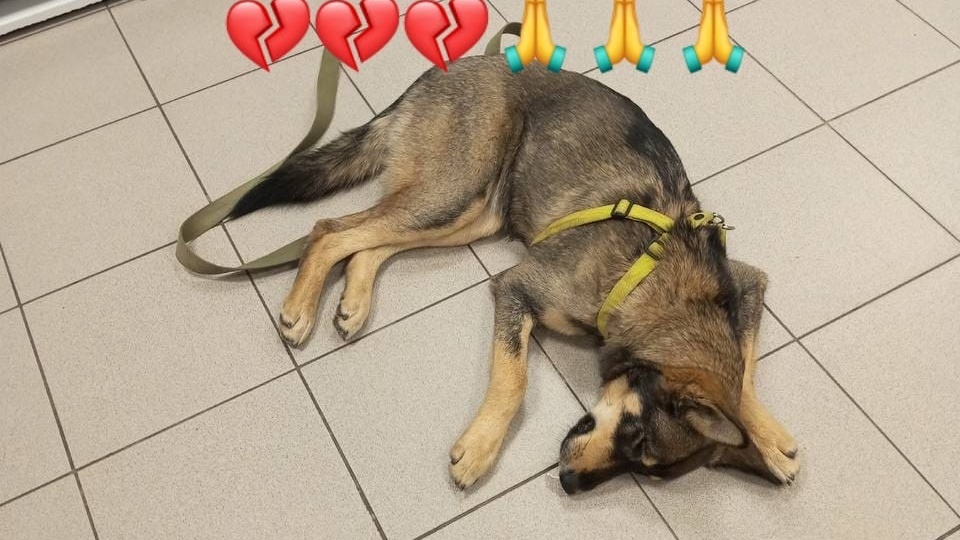 Альму подбросили к приюту умирающей