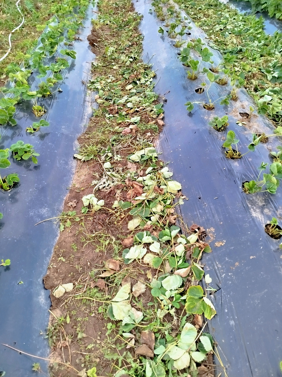 До снятия грунта.