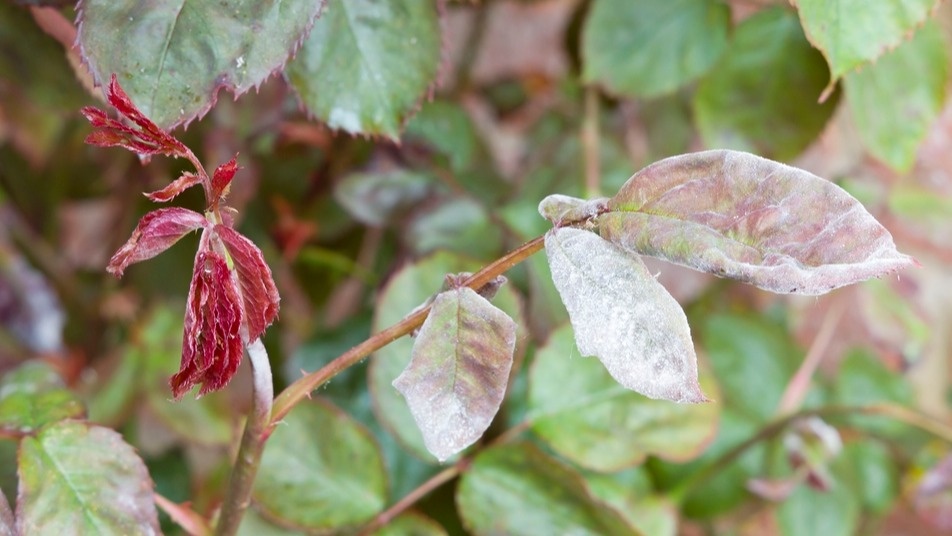 Окучивал розы каждую осень 7 лет. Весной под горкой земли — белая плесень и чёрные стебли