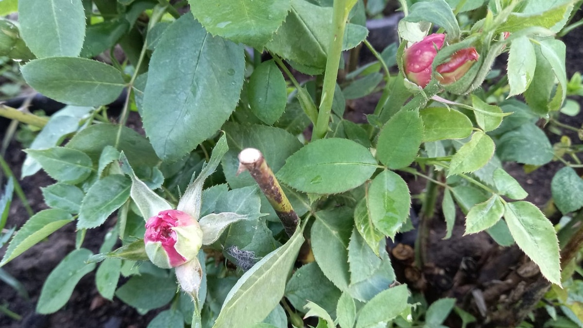 Роза получала ложный сигнал о приходе весны