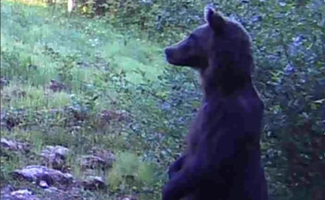    © Telegram-канал «Охотнадзор 47»