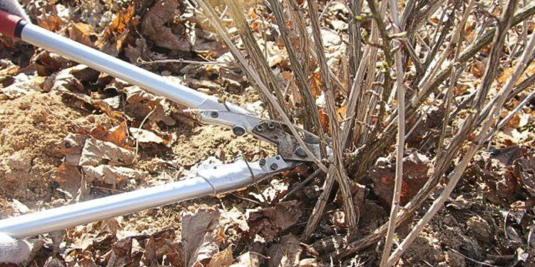 Осенняя обрезка крыжовника. Формируем куст для рекордного урожая.