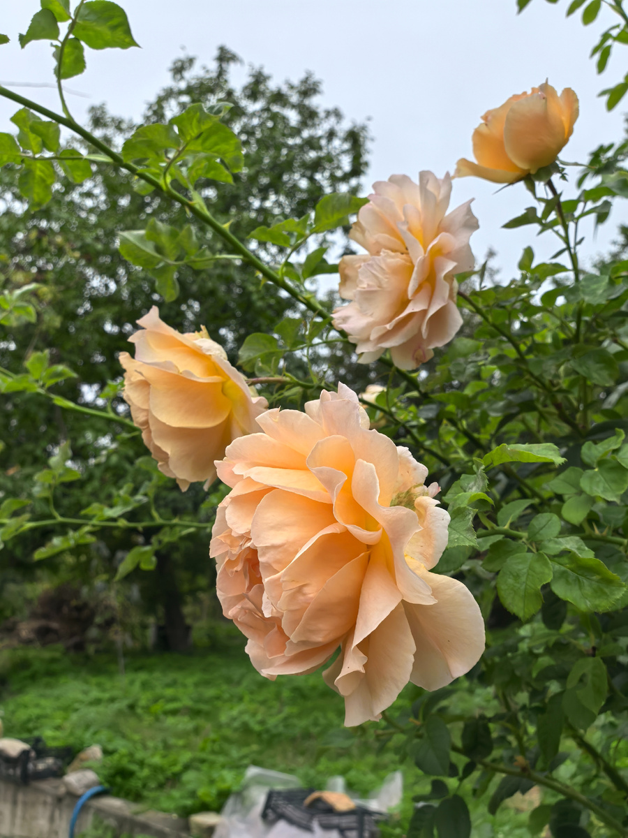 Розы не сдаются