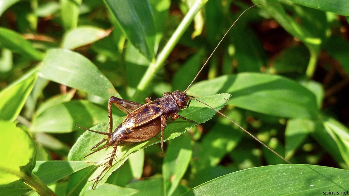 Фото с сайта: https://mungfali.com/explore/Amazon.com/explore.php?q=Сверчок