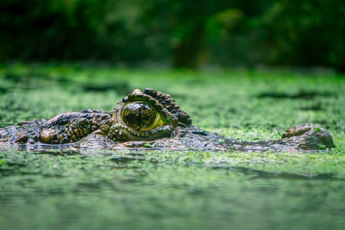    Фото: istockphoto/Adam Bartosik