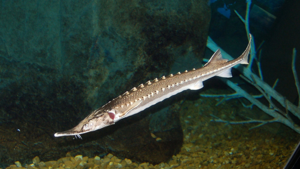 Фото с сайта: https://wildfauna.ru/sevryuga/amp