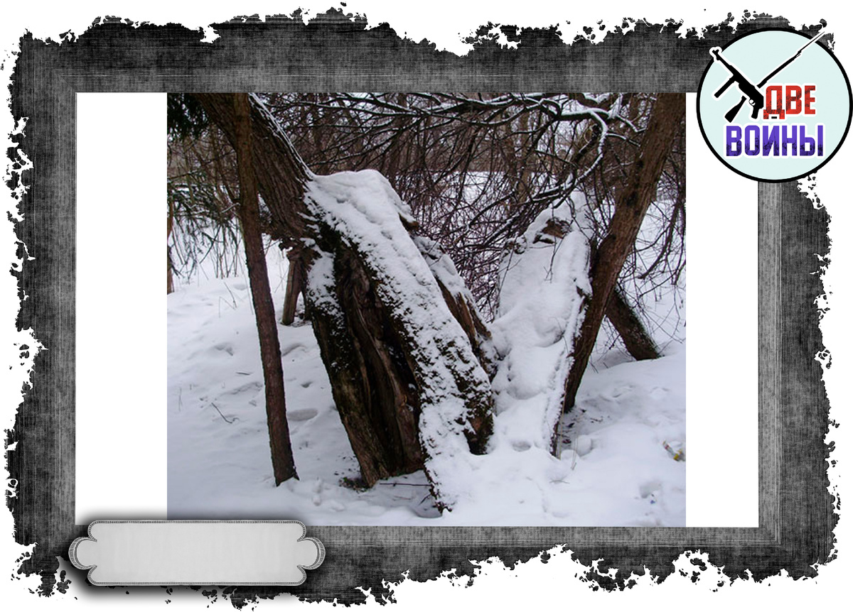 То самое дерево. Фото в свободном доступе.